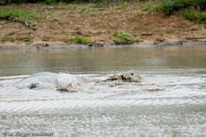 Flusspferd (89 von 104).jpg